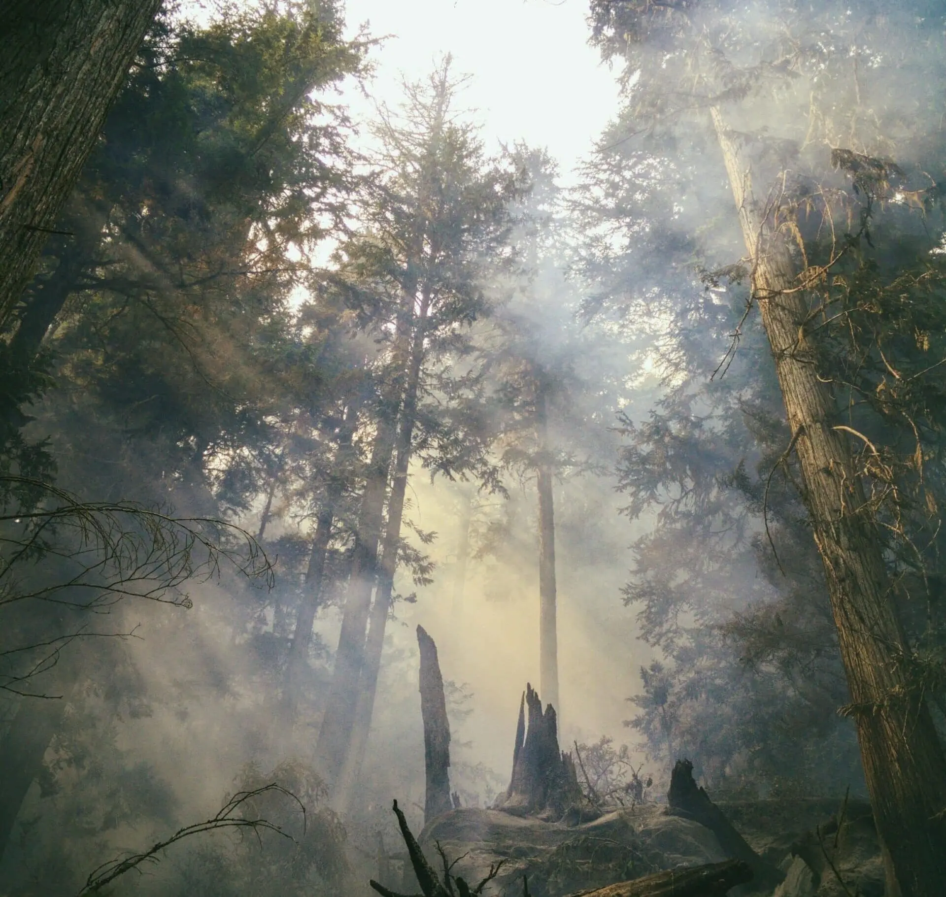 Smokey forest showing the devastating effects of wildfires.