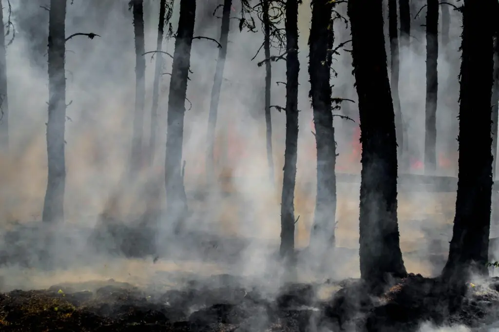 A smokey, charred forest. The results of a wildfire.