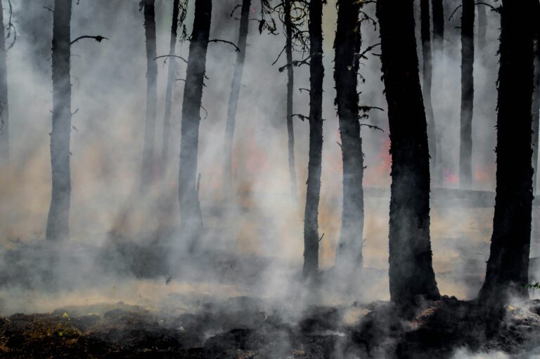 A smokey, charred forest. The results of a wildfire.